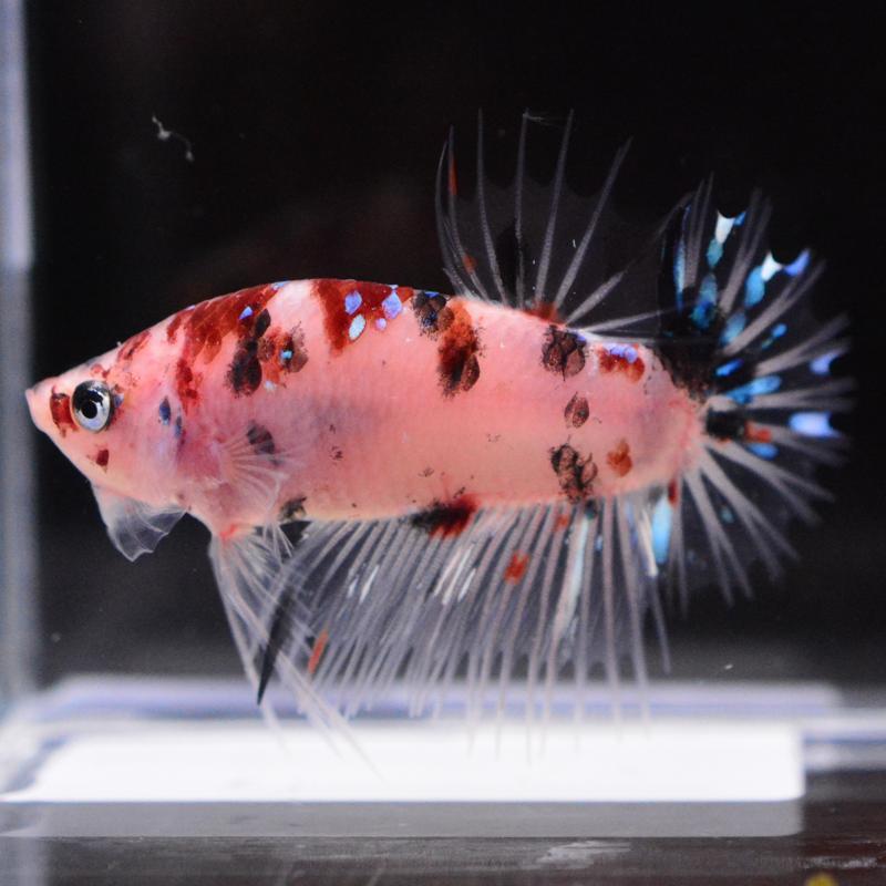 ベタ 熱帯魚 生体 クラウンテールプラカット キャンディ オス ブルー系
