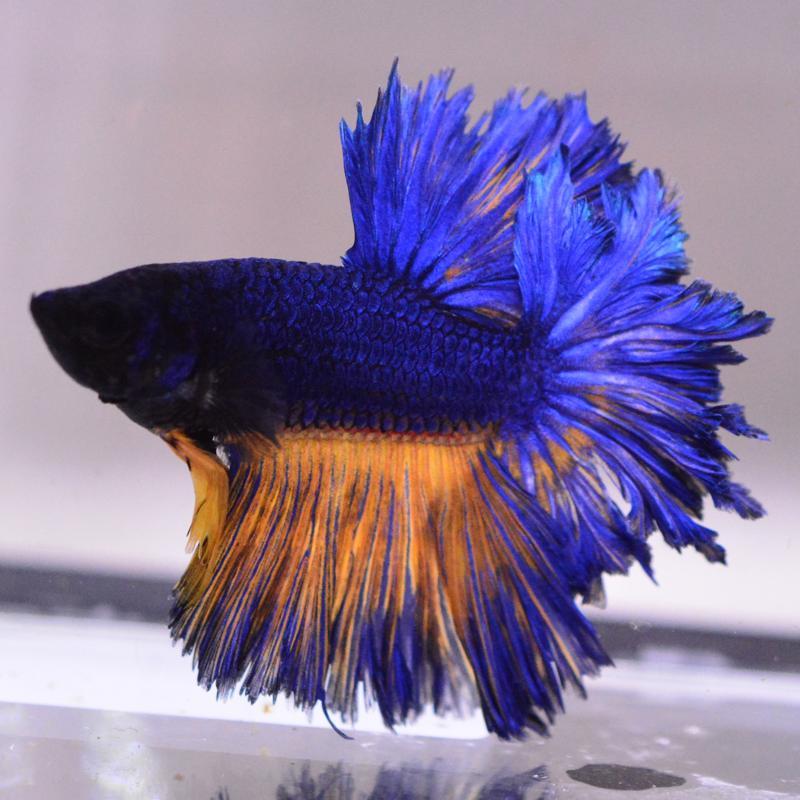 ベタ 熱帯魚 生体 ハーフムーン マスタード オス イエロー系 : ベタ 