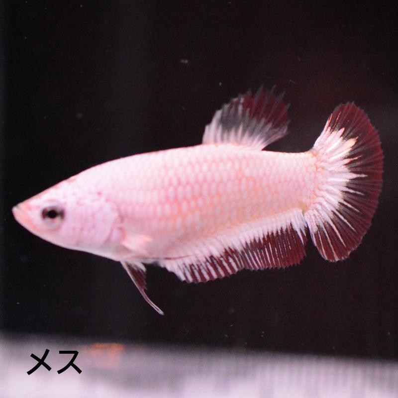 ベタ 熱帯魚 生体 プラカット レッドドラゴンスノウ メス 繁殖 : ベタ専門店 ペットフィッシュ - 通販 - Yahoo!ショッピング