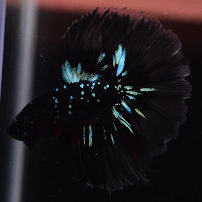 ベタ 熱帯魚 生体 ハーフムーン ブラックスター オス ブルー系 : ベタ 