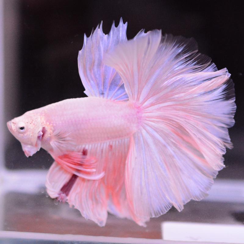 ベタ ハーフムーン♂ ピンクファンシー系 マジックリーフ、ヤシャブシの実付き 即日お渡し可能 熱帯魚 アクアリウム ベタ 熱帯魚 生体 ハーフムーン ピンク オス レッド系 : ベタ専門店