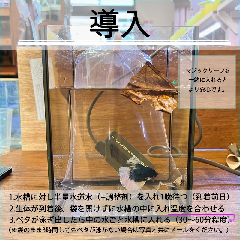 ベタ ハーフムーン♂ ピンクファンシー系 マジックリーフ、ヤシャブシの実付き 即日お渡し可能 熱帯魚 アクアリウム 楽天市場】ベタ ハーフムーン♂の通販
