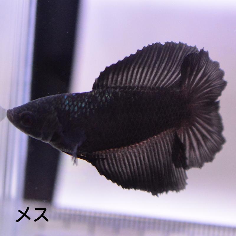 ベタ 熱帯魚 生体 ダブルテールハーフムーン ブラックスター メス 繁殖 