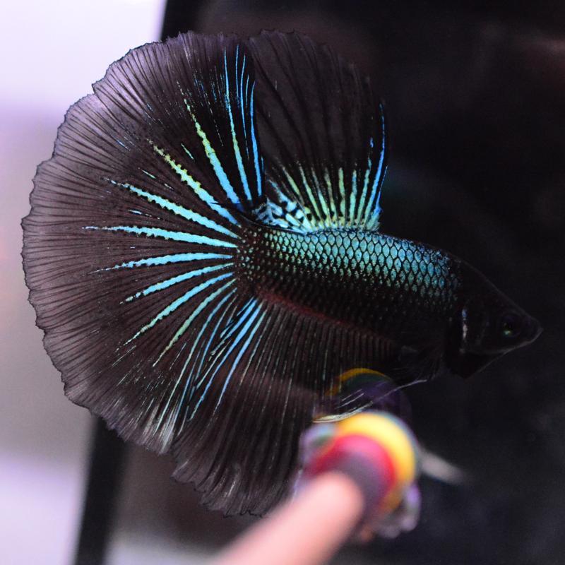 SALE：5990→4790円】ベタ 熱帯魚 生体 ハーフムーン グリーンブラック 