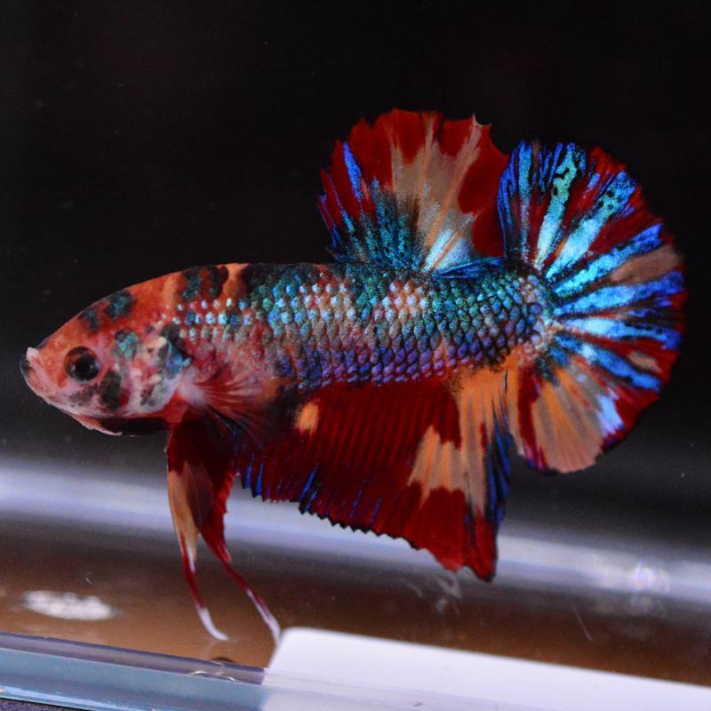 ベタ 熱帯魚 生体 プラカット キャンディ オス レッド系 : ベタ専門店