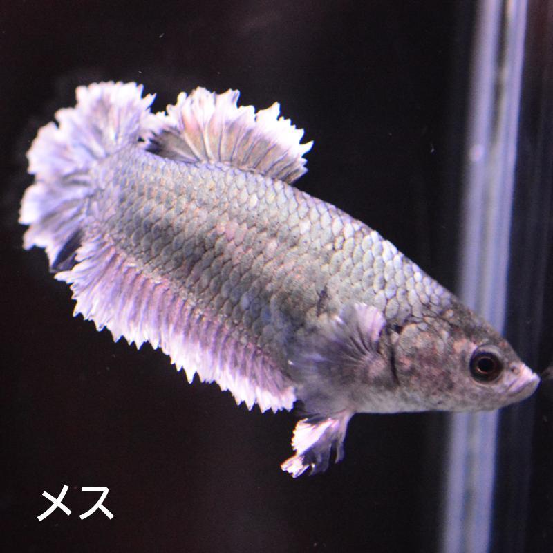 ベタ 熱帯魚 生体 プラカット キングローズ メス 繁殖 : ベタ専門店 ペットフィッシュ - 通販 - Yahoo!ショッピング