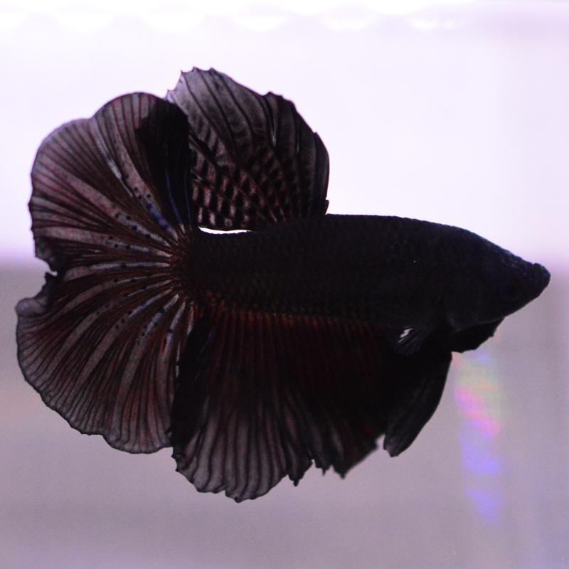 SALE：5990→4790円】ベタ 熱帯魚 生体 ハーフムーン グリーンブラック 