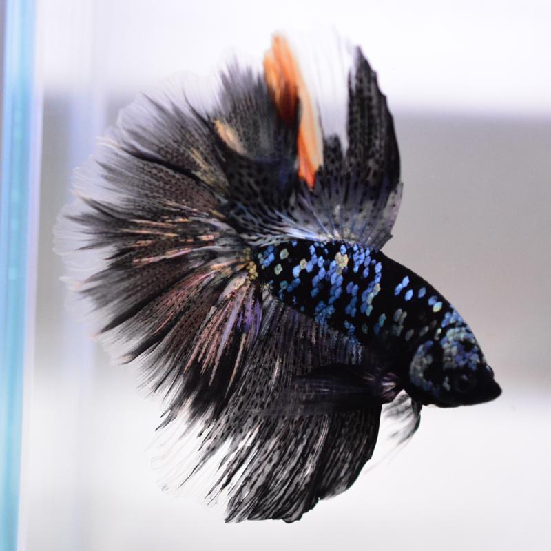 ベタ 熱帯魚 生体 ハーフムーン ブラックスターカッパー オス_1