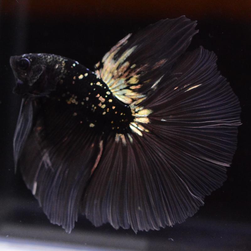ベタ 熱帯魚 生体 ハーフムーン ブラックスターカッパー オス : ベタ 