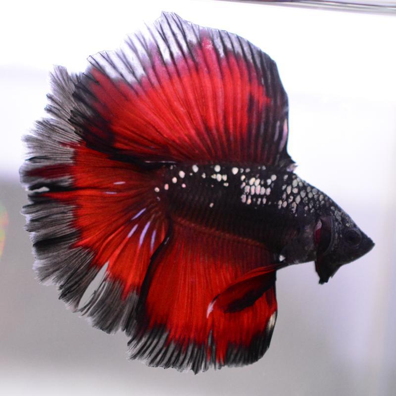 ベタ 熱帯魚 生体 ダブルテールハーフムーン ブラックスターカッパー オス_1