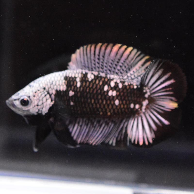 ベタ 熱帯魚 生体 ダブルテールプラカット サムライ オス ブラック系