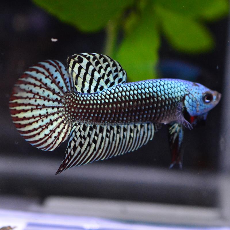 ベタ 熱帯魚 生体 エイリアン グリーン オス : ベタ専門店 ペット 