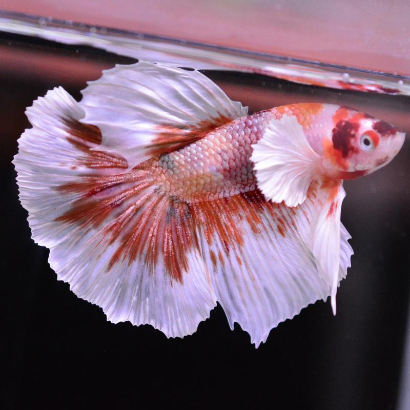 ベタ 魚 F4 キャンバス 333mmx242mm ベタ 熱帯魚 生体 ハーフムーン ダンボキャンディ オス ホワイト系