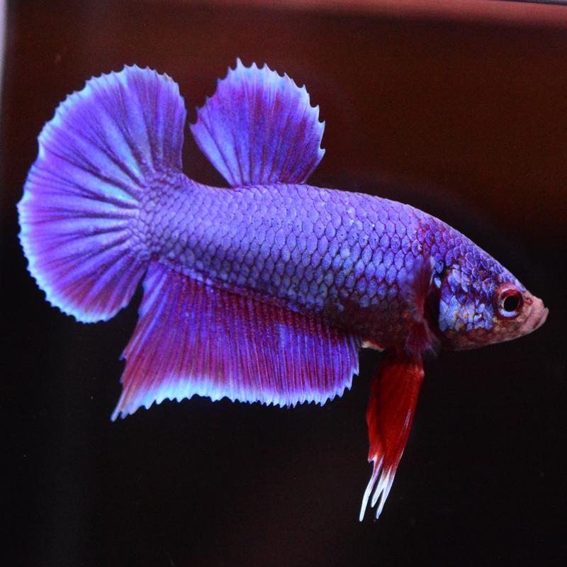 ベタ 熱帯魚 生体 プラカット オーロラ オス レッド系 : ベタ専門店 