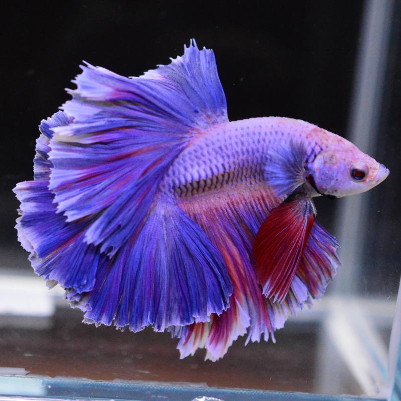 ベタ 熱帯魚 生体 ハーフムーン ピンク オス ブルー系 : ベタ専門店 