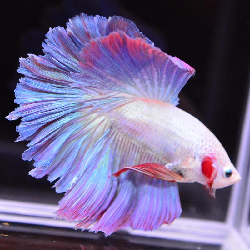 ベタ 熱帯魚 生体 ハーフムーン ピンク オス ブルー系 : ベタ専門店 