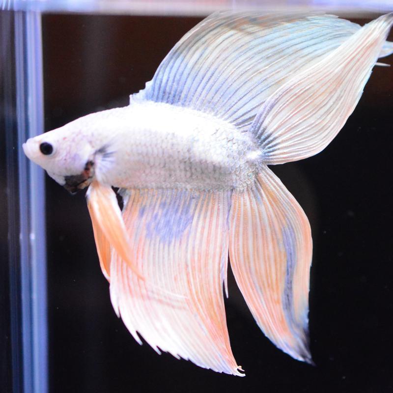 ベタ 熱帯魚 生体 ダブルベールテール ピンクゴールド オス レッド系 