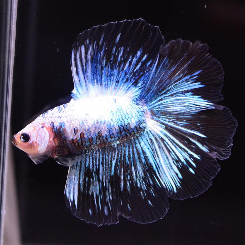 ベタ 熱帯魚 生体 ダブルテールハーフムーン ファンシー オス ブルー系 