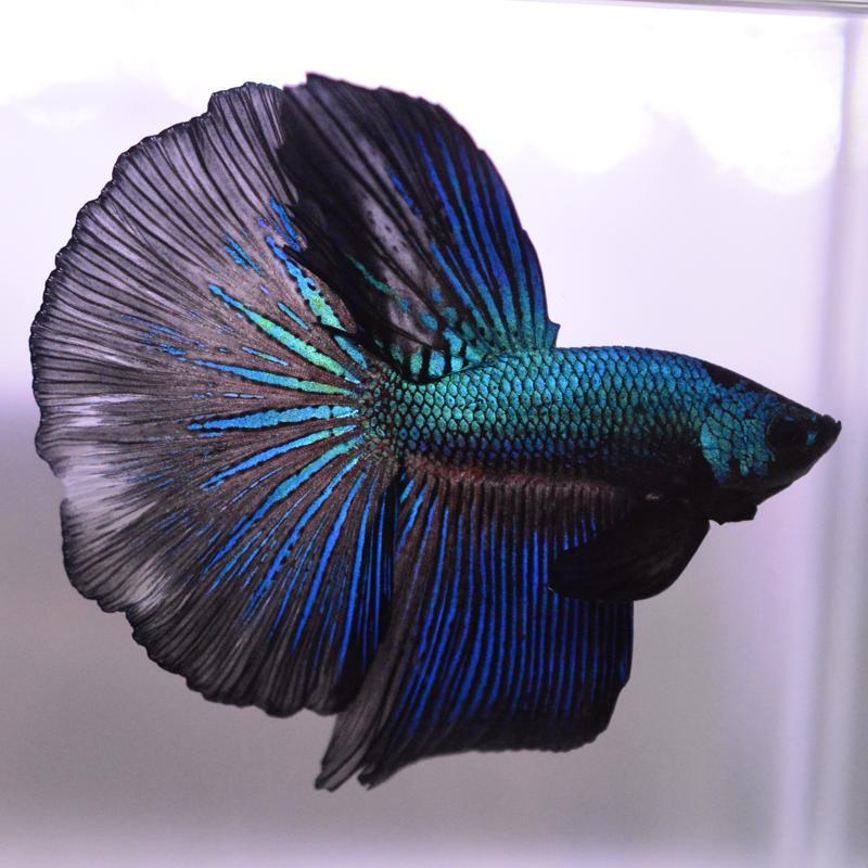 ベタ 熱帯魚 生体 ハーフムーン グリーンブラックドラゴン オス 