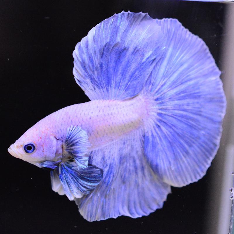 金 超合金コレクター小材直由 超合金鑑定