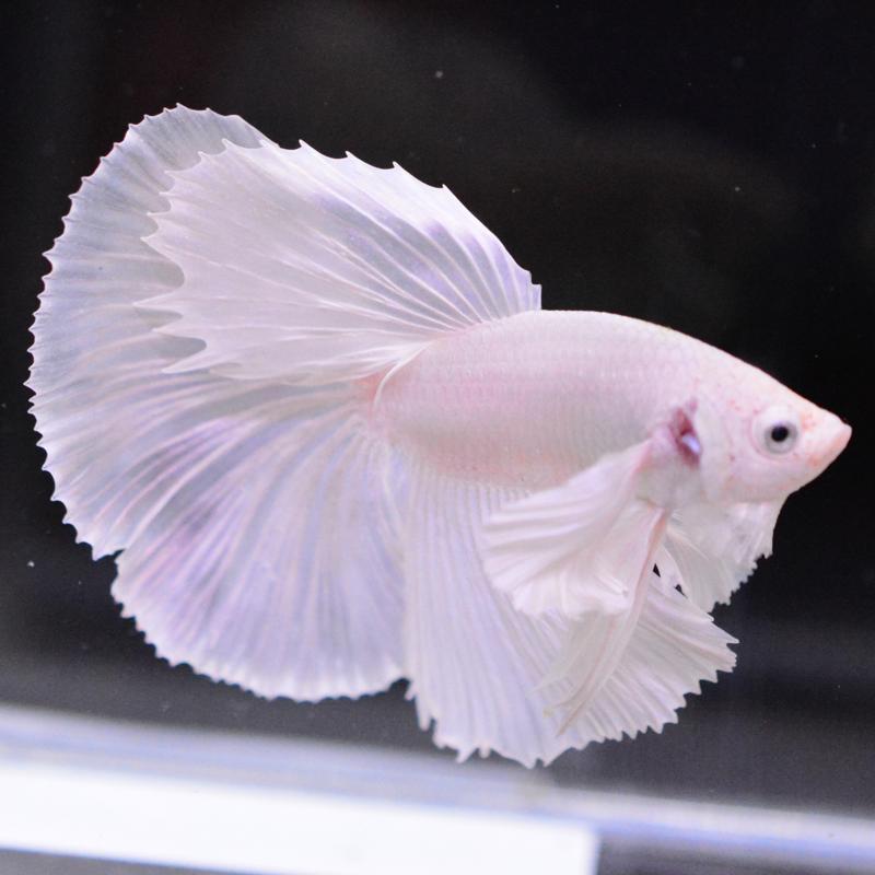 ベタ 熱帯魚 生体 ハーフムーン ダンボホワイト オス : ベタ専門
