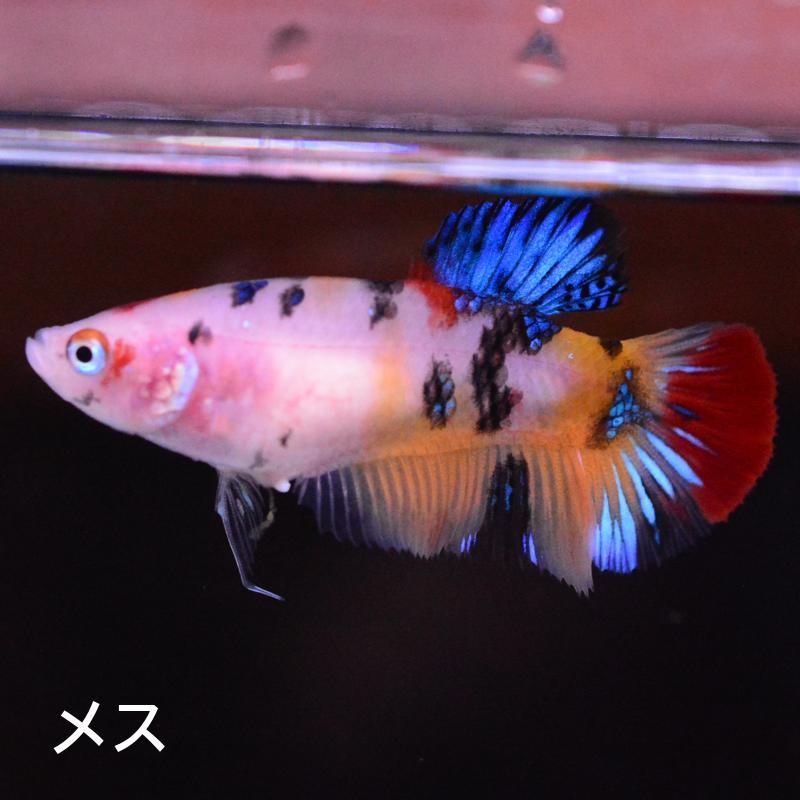 ベタ 熱帯魚 生体 プラカット マルチカラー メス 繁殖 : ベタ
