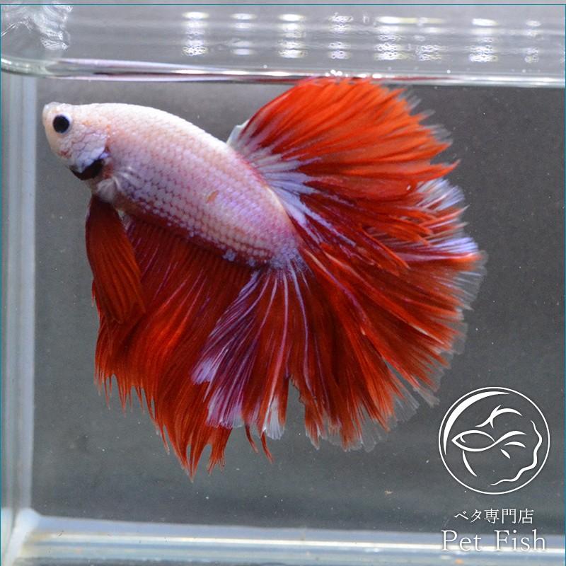 上熱帯魚 ピンク 最高の花の画像