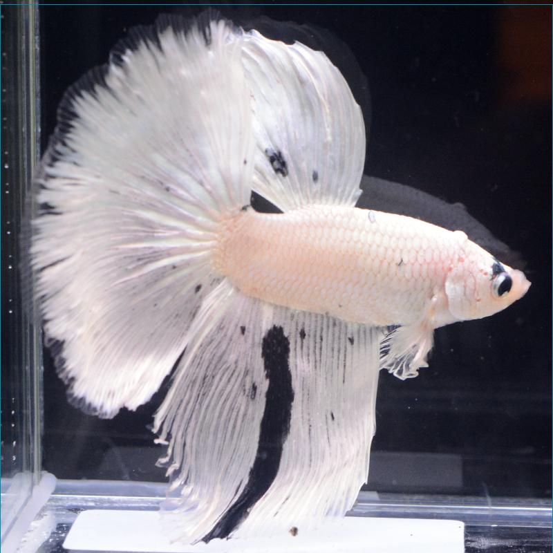 ベタ 限定special Price 熱帯魚 生体 ショーベタ ホワイトダンボ オス