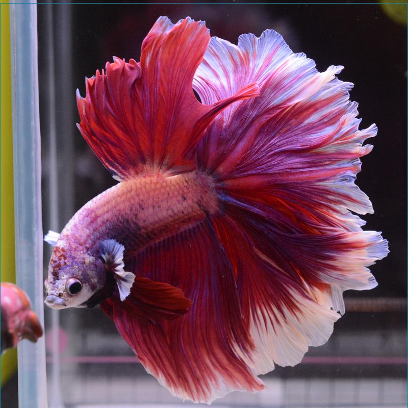 ベタ 熱帯魚 生体 ショーベタ カッパーマスタード オス イエロー系 その他観賞魚 生き物のためお客様都合によるキャンセルはお受けできません 理解しました Comprala Com Ar