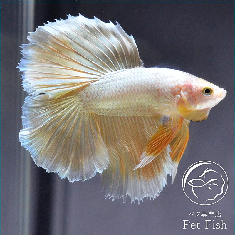 ベタ 熱帯魚 生体 観賞魚生体 フルムーン ゴールド ベタ専門店 ペットフィッシュ オス 熱帯魚 アクアリウム用品 静岡 Pefaaaa1177 ベタ イエロー系 Pefaaaa1177 買い物