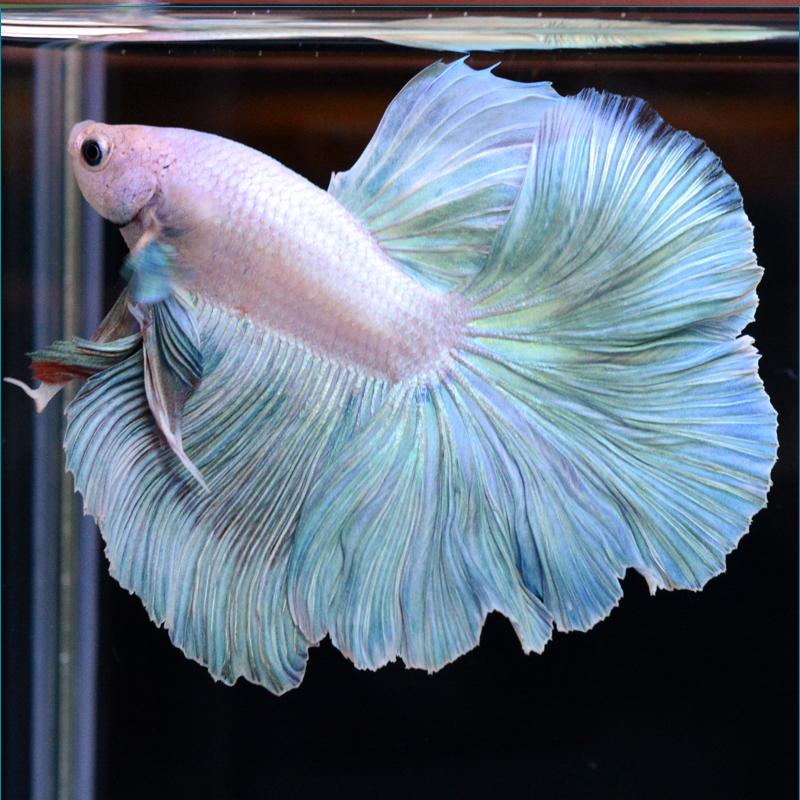 ベタ 熱帯魚 生体 ショーベタ ダンボ グリッセル オス レッド系 人気のクリスマスアイテムがいっぱい