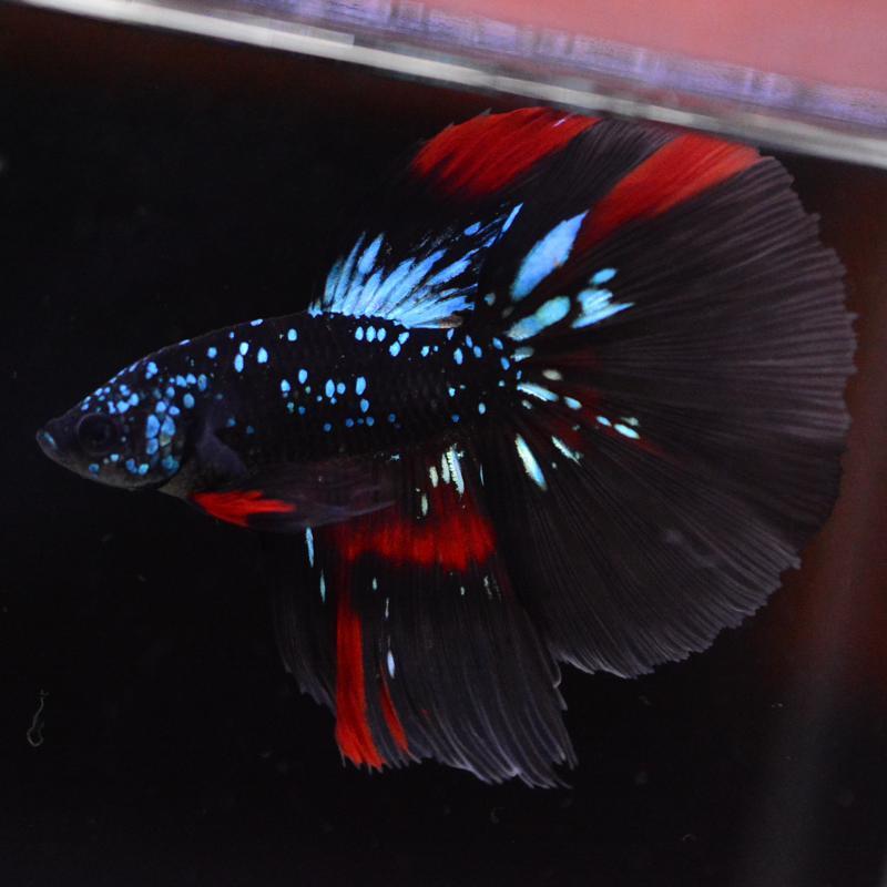 【AQUA COUTURE】タイ輸入厳選ベタ　ハーフムーン　ブルードット系マルチカラー ベタ 熱帯魚 生体 ハーフムーン ブラックスター オス 8275 ブルー系