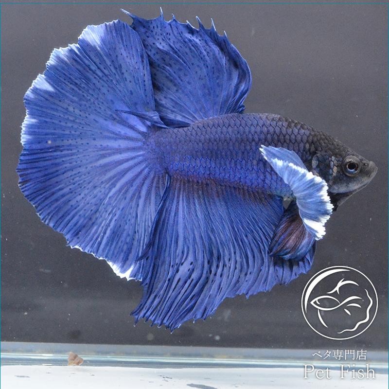 ベタ 熱帯魚 生体 ショーベタ ダンボブルーバタフライ 0451 オス Pefaaaa1685 ベタ専門店 ペットフィッシュ 通販 Yahoo ショッピング