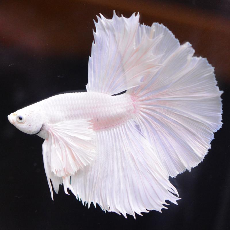 ベタ 熱帯魚 生体 ハーフムーン ダンボホワイト 0171 オス : ベタ専門 