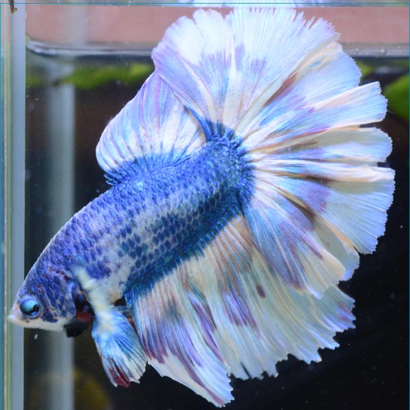魅力的な ベタ 熱帯魚 生体 ショーベタ サムライ オス 内祝い Apollo Lens Fr