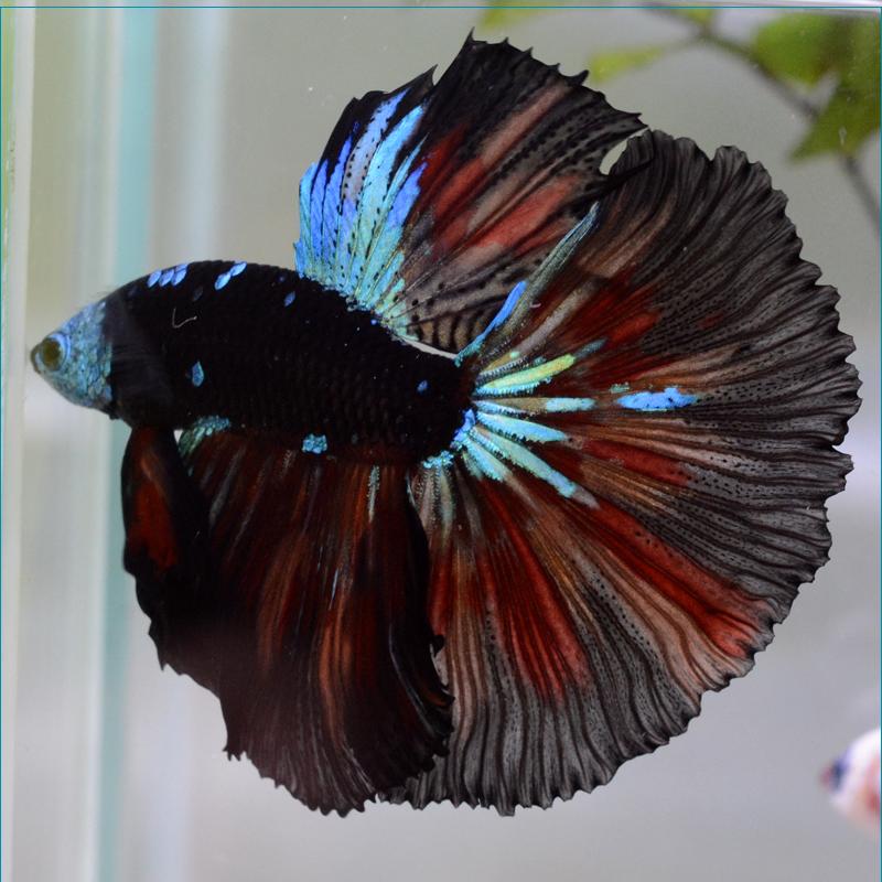 保障できる ベタ 熱帯魚 生体 ショーベタ サムライフェザーテール オス 肌触りがいい Apollo Lens Fr