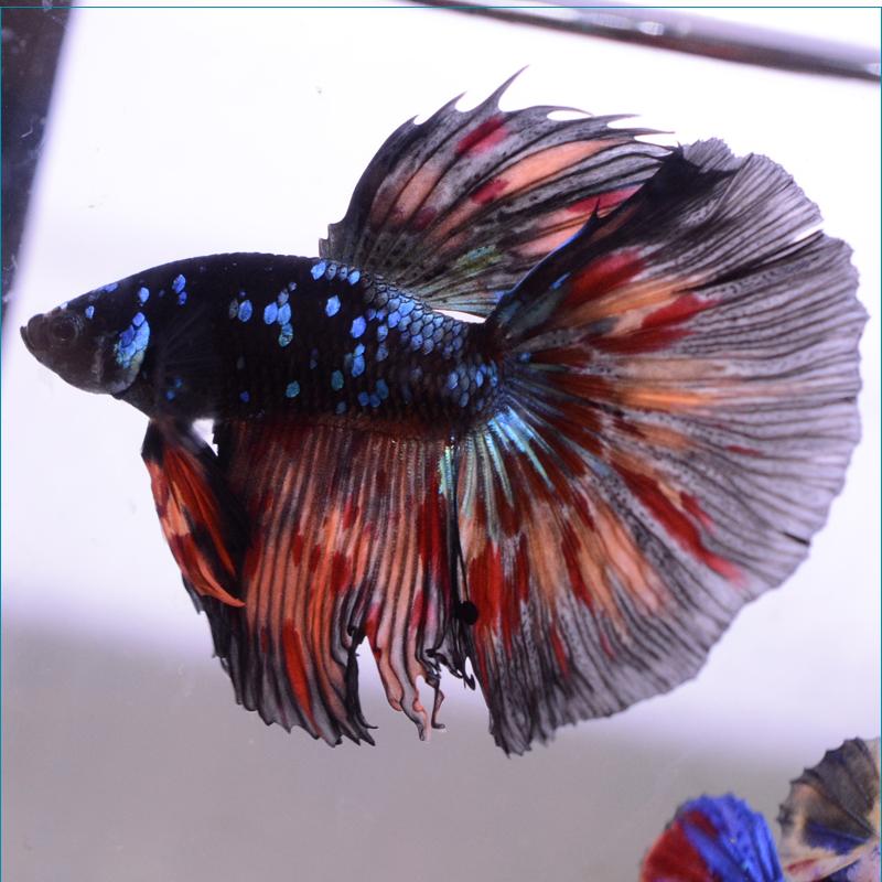 早割クーポン ベタ 熱帯魚 生体 ショーベタ サムライ オス 正規品 Zoetalentsolutions Com