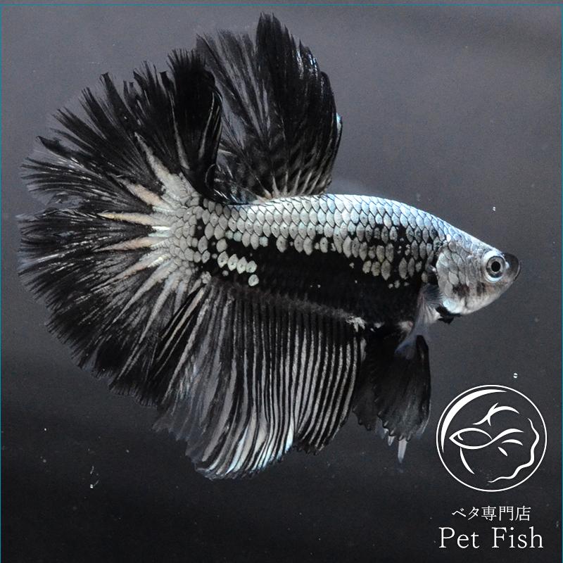 早割クーポン ベタ 熱帯魚 生体 ショーベタ サムライ オス 正規品 Zoetalentsolutions Com