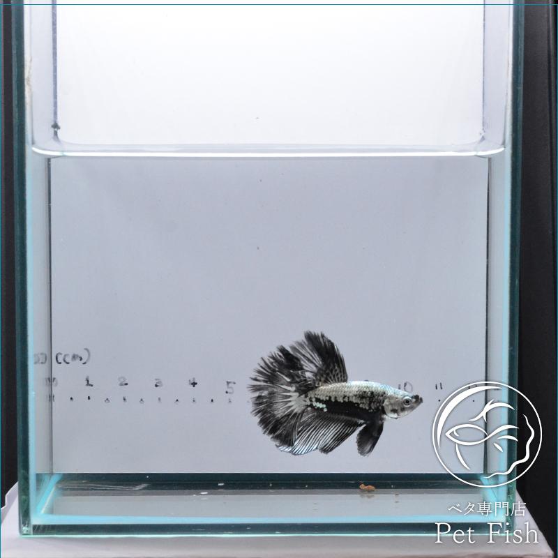 早割クーポン ベタ 熱帯魚 生体 ショーベタ サムライ オス 正規品 Zoetalentsolutions Com