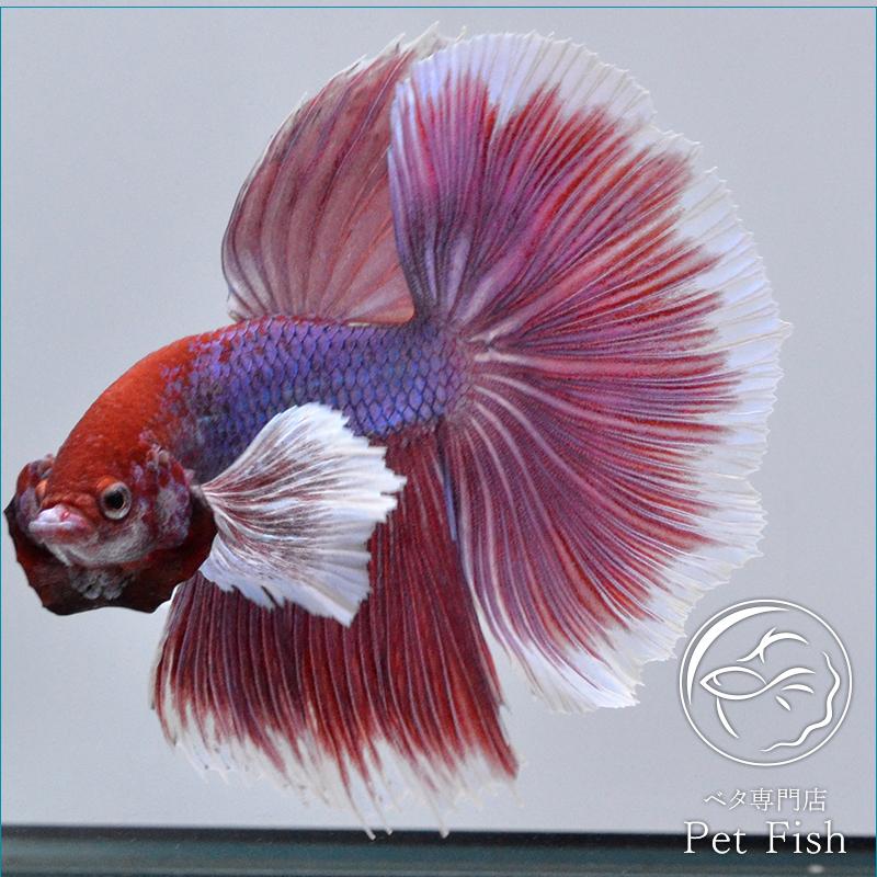 ベタ 熱帯魚 生体 ショーベタ ダンボラベンダー オス レッド系 Pefaaaa55 ベタ専門店 ペットフィッシュ 通販 Yahoo ショッピング