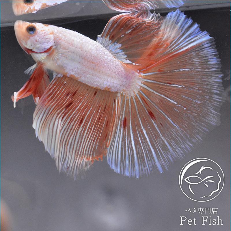 ベタ 熱帯魚 生体 ショーベタ オレンジピンク オス 04 レッド系 Pefaaaa2156 ベタ専門店 ペットフィッシュ 通販 Yahoo ショッピング