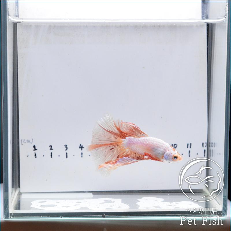 ベタ 熱帯魚 生体 ショーベタ オレンジピンク オス 04 レッド系 Pefaaaa2156 ベタ専門店 ペットフィッシュ 通販 Yahoo ショッピング