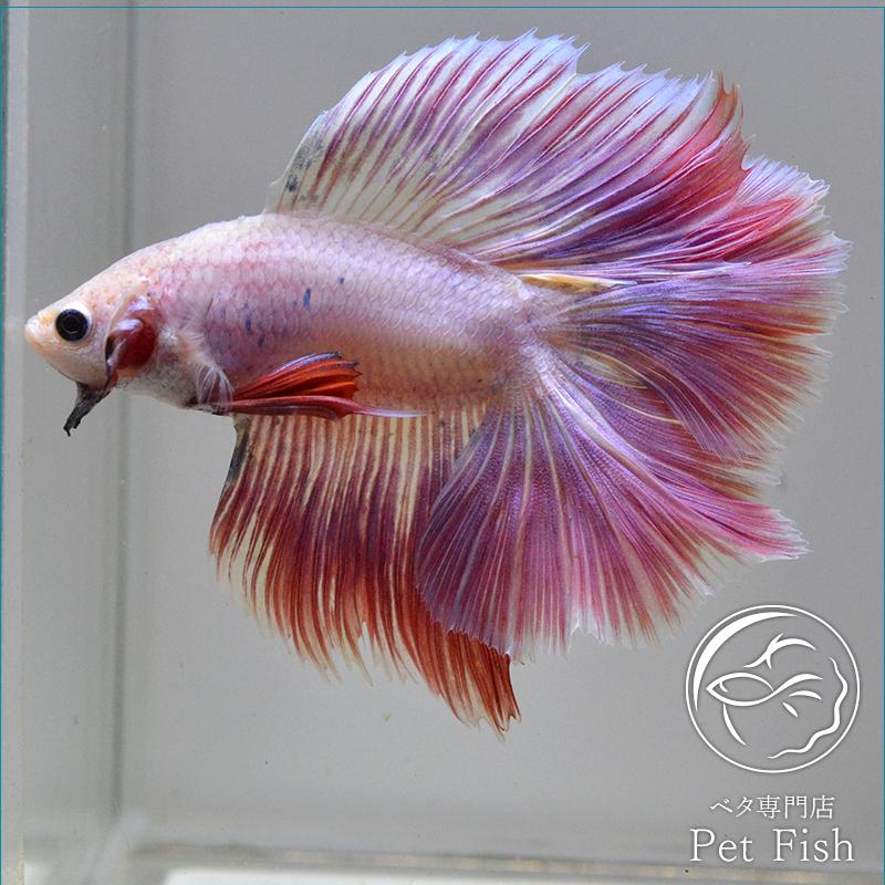 ベタ 熱帯魚 生体 ショーベタ ダブルテール ピンク オス Pefaaaa235 ベタ専門店 ペットフィッシュ 通販 Yahoo ショッピング