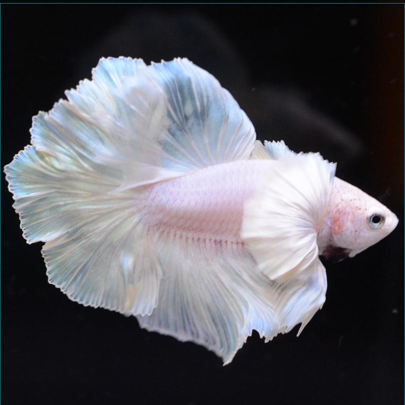 ベタ 熱帯魚 生体 ショーベタ ピンク オス レッド系 Pefaaaa2473 ベタ専門店 ペットフィッシュ 通販 Yahoo ショッピング