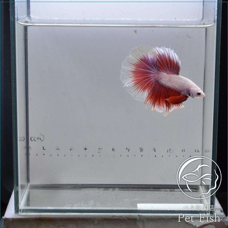 ベタ 熱帯魚 生体 ショーベタ ピンク オス レッド系 Pefaaaa2473 ベタ専門店 ペットフィッシュ 通販 Yahoo ショッピング
