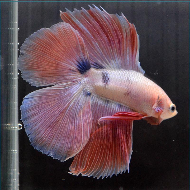 ベタ専門店 ペットフィッシュベタ 熱帯魚 ピンク フルムーン オス 生体