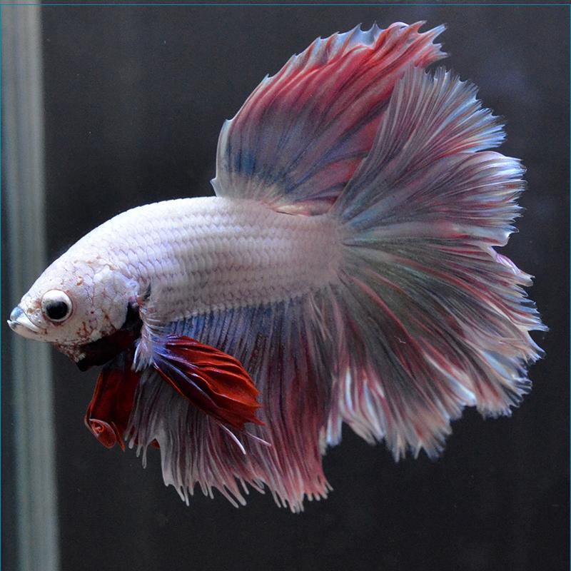 12月スーパーsale ベタ 熱帯魚 生体 ショーベタ フェザーテール ピンク オス Ngalam Co