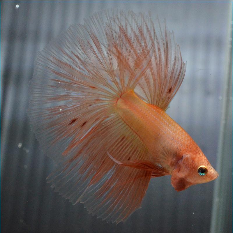 ギフ 包装 ジャイアント オス ベトナム産 オス ニモ ジャイアント プラカット 生体 熱帯魚 ベタ 観賞魚生体 Minuto Mx