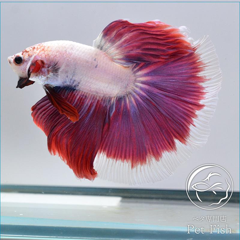 ベタ 熱帯魚 生体 ショーベタ ピンク オス その他観賞魚 木曜日着指定はお控え下さい 理解しました Jewelboxstore Com