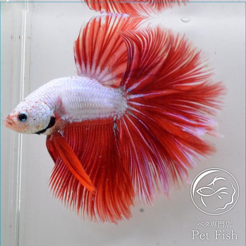 ベタ 熱帯魚 生体 ショーベタ ラベンダーピンク オス Pefaaaa5137 ベタ専門店 ペットフィッシュ 通販 Yahoo ショッピング